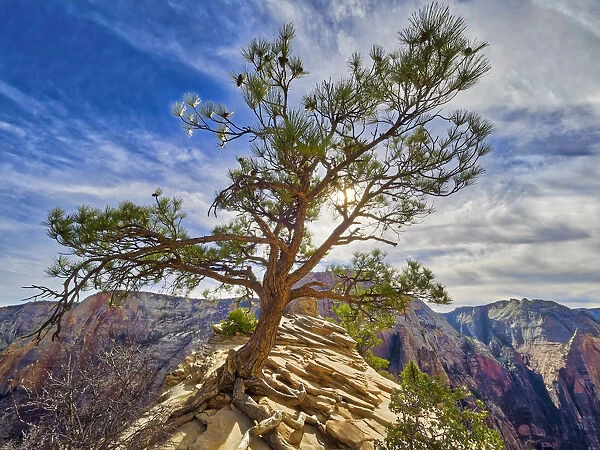 Tree on Angels Landing, Zion Canyon, Zion National Park, Utah, USA