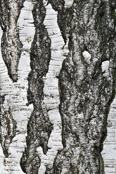 Tree bark, birch (Betula), background