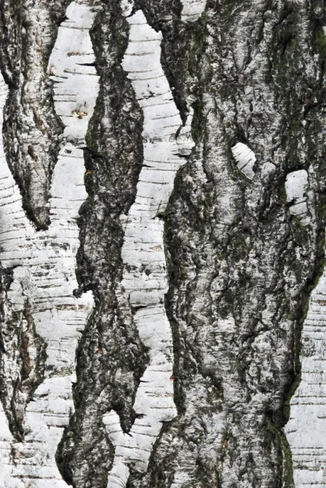 Framed Print : Tree bark, birch (Betula), background Framed Print : Tree bark, birch (Betula), background