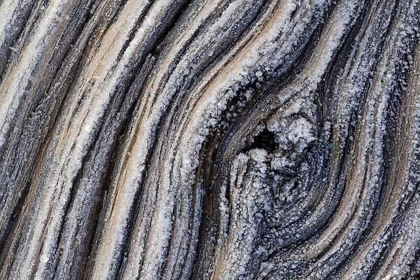 Tree bark covered in frost, Utah, USA