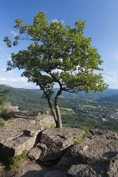 Tree on Battert mountain above Baden Baden, Baden-Wuerttemberg, Germany, Europe