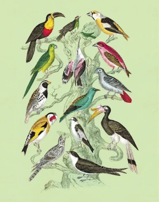 Framed Print : Tree Full of Birds Framed Print : Tree Full of Birds