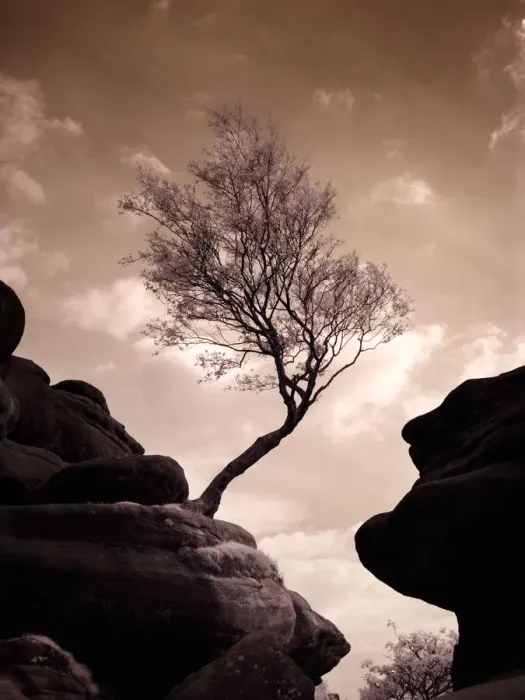 Framed Print : Tree at Brimham Rocks Framed Print : Tree at Brimham Rocks