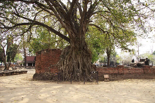 Tree with Buddha Head in Its Roots at Ayutthaya Wat Mahathat