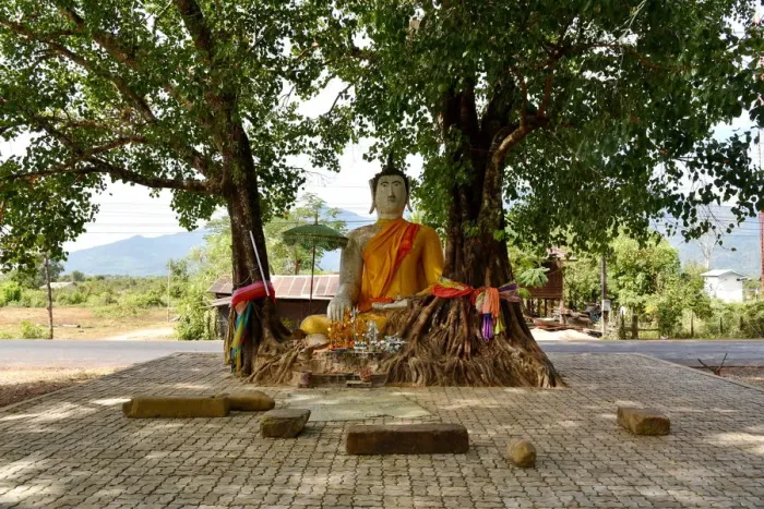 Framed Print : tree buddha along Vat Phou champasak Lao, Asia Framed Print : tree buddha along Vat Phou champasak Lao, Asia