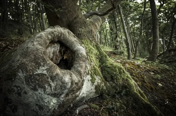 Framed Print : Tree cave in an Ancient Beech -Fagus-, Jasmund National Park, Rugen, Mecklenburg-Western Pomerania, Germany Framed Print : Tree cave in an Ancient Beech -Fagus-, Jasmund National Park, Rugen, Mecklenburg-Western Pomerania, Germany