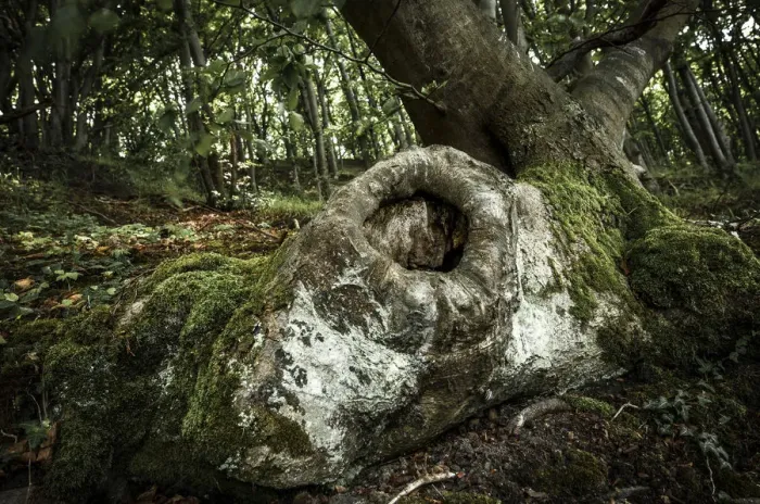 Framed Print : Tree cave in an Ancient Beech -Fagus-, Jasmund National Park, Rugen, Mecklenburg-Western Pomerania, Germany Framed Print : Tree cave in an Ancient Beech -Fagus-, Jasmund National Park, Rugen, Mecklenburg-Western Pomerania, Germany