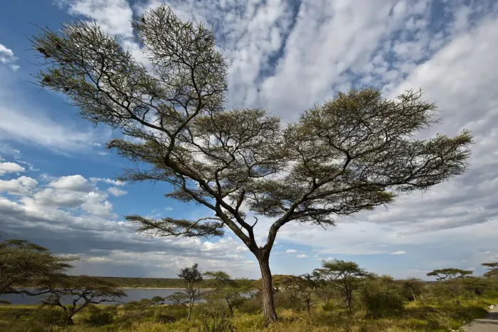 Framed Print : Tree with clouds, Lake Masek, Ndutu area, Tanzania Framed Print : Tree with clouds, Lake Masek, Ndutu area, Tanzania