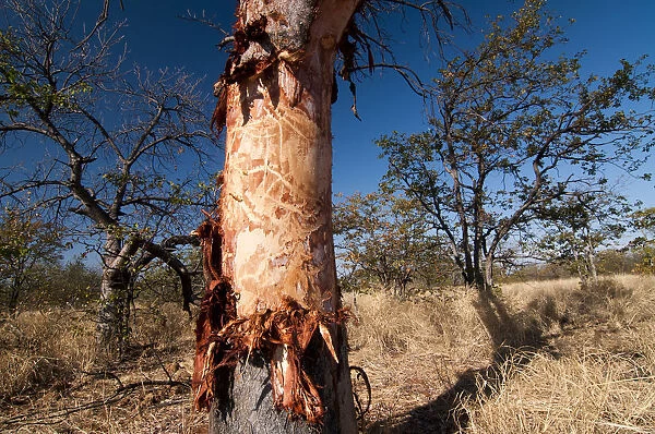 Tree damaged by elephants, Krueger National Park, Limpopo, South Africa, Africa