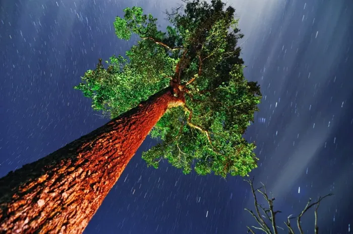 Framed Print : Tree of eternity Framed Print : Tree of eternity