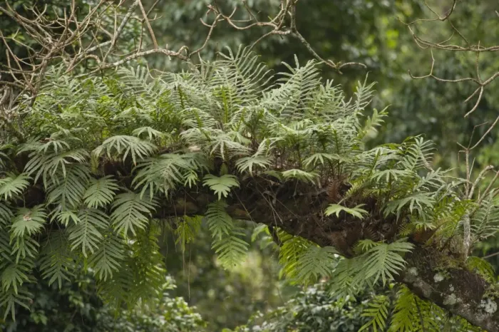 Framed Print : Tree fern Framed Print : Tree fern