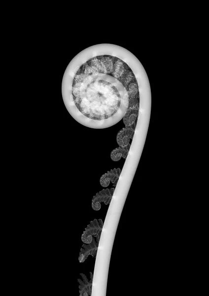 Tree fern (Dicksonia sp. ), X-ray