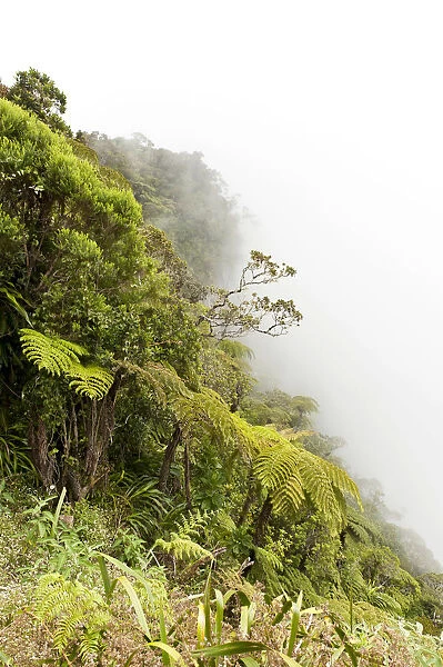 Tree Ferns -Cyatheales- in fog, on the steep slope of the ravine of Le Trou de Fer, Foret de Belouve, Reunion National Park, near Hell-Bourg, La Reunion, Reunion, France