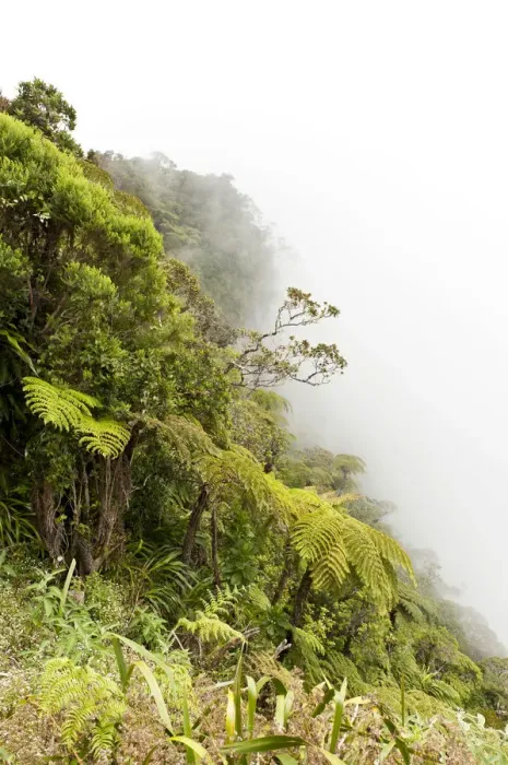Framed Print : Tree Ferns -Cyatheales- in fog, on the steep slope of the ravine of Le Trou de Fer, Foret de Belouve, Reunion National Park, near Hell-Bourg, La Reunion, Reunion, France