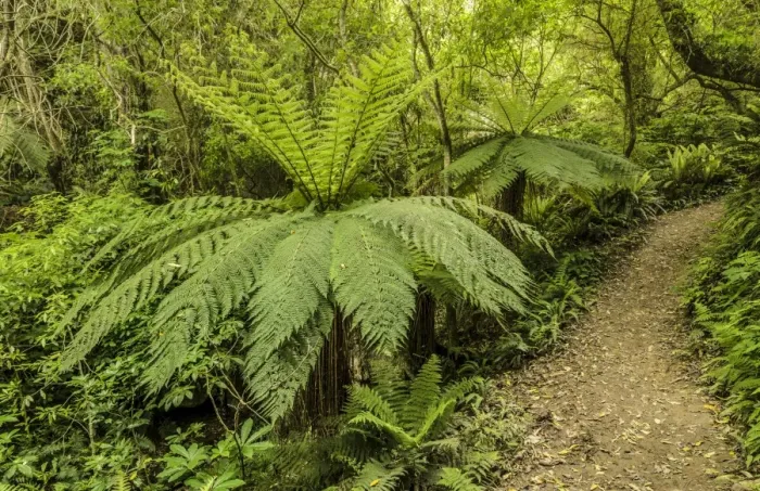 Framed Print : Tree Ferns -Cyatheales- along a hiking trail through primary rainforest, North Island, New Zealand Framed Print : Tree Ferns -Cyatheales- along a hiking trail through primary rainforest, North Island, New Zealand