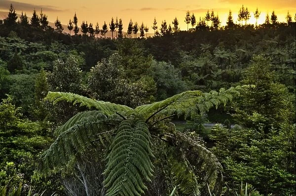 Tree ferns -Cyatheales-, subtropical vegetation, New Zealand