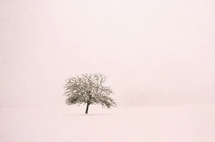 Framed Print : Tree in field of snow Framed Print : Tree in field of snow