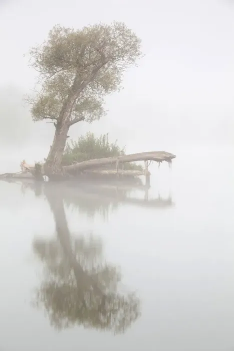 Framed Print : Tree in fog in the backwaters of the Danube River, Stepperg, Bavaria, Germany, Europe Framed Print : Tree in fog in the backwaters of the Danube River, Stepperg, Bavaria, Germany, Europe