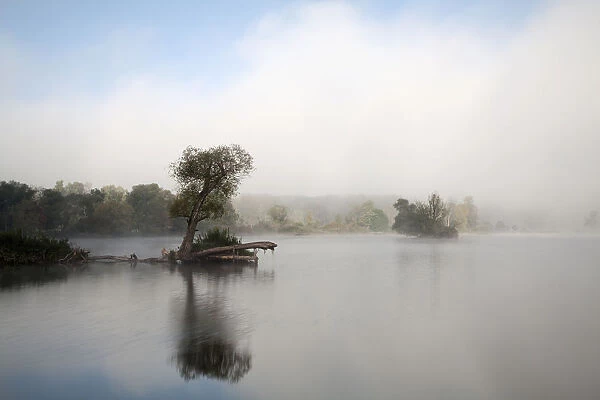 Tree in fog in the backwaters of the Danube River, Stepperg, Bavaria, Germany, Europe