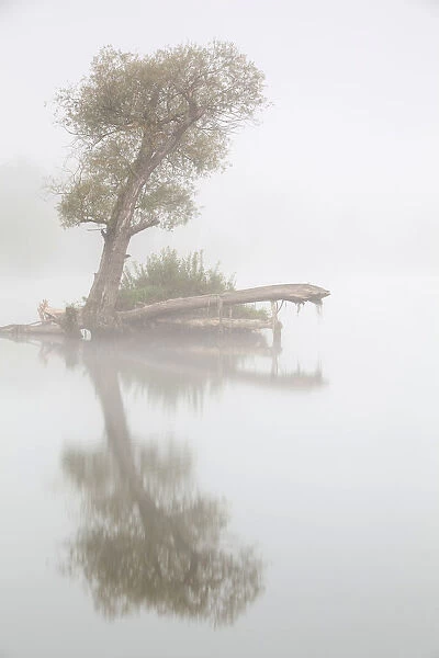 Tree in fog in the backwaters of the Danube River, Stepperg, Bavaria, Germany, Europe