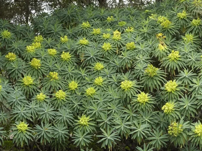 Framed Print : Tree Form Bush Spurge -Euphorbia lambii-, endemic to La Gomera, La Gomera, Canary Islands, Spain, Europe, La Gomera, Agulo, Canary Islands, Spain Framed Print : Tree Form Bush Spurge -Euphorbia lambii-, endemic to La Gomera, La Gomera, Canary Islands, Spain, Europe, La Gomera, Agulo, Canary Islands, Spain