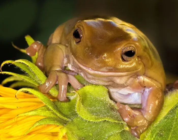 Framed Print : Tree Frog on Sunflower Framed Print : Tree Frog on Sunflower