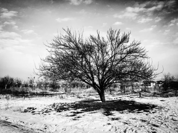 Framed Print : Tree Gazing Framed Print : Tree Gazing