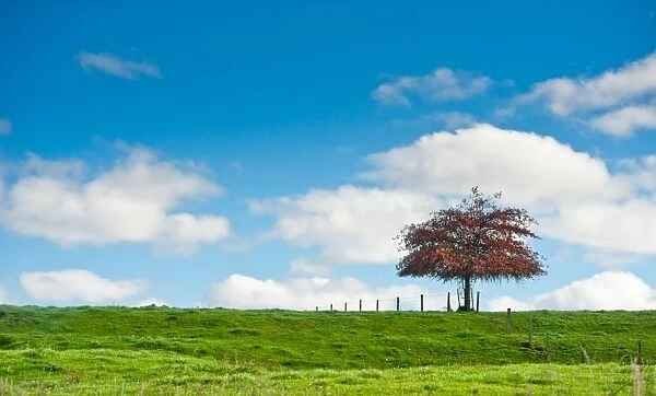 Tree on grass field with cloudy sky and fences