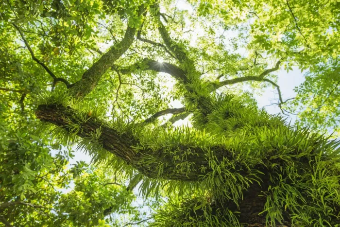 Framed Print : Tree with grass and moss on trunk and branches Framed Print : Tree with grass and moss on trunk and branches
