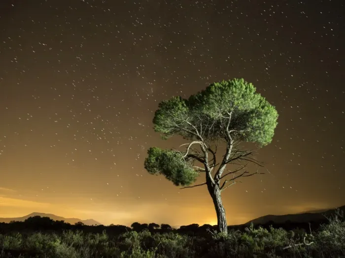 Framed Print : Tree isolated in the mountain a starry night Framed Print : Tree isolated in the mountain a starry night