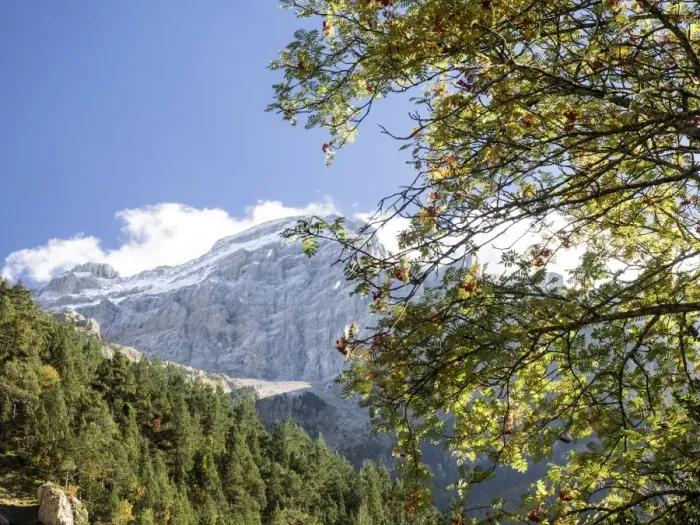 Framed Print : Tree of leaf expires in autumn in a valley with rocky covered with snow mountains with a blue sky Framed Print : Tree of leaf expires in autumn in a valley with rocky covered with snow mountains with a blue sky