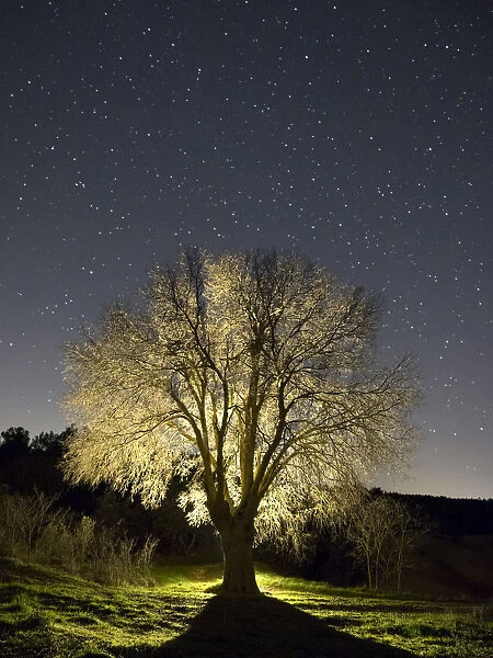 Tree without leaves one winter night starred