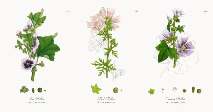 Framed Print : Tree Mallow, Lavatera arborea, Victorian Botanical Illustration, 1863 Framed Print : Tree Mallow, Lavatera arborea, Victorian Botanical Illustration, 1863