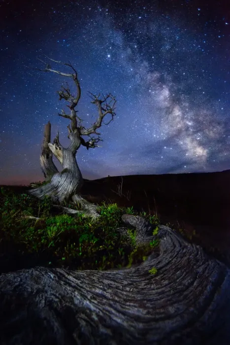 Framed Print : Tree and Milky way Framed Print : Tree and Milky way