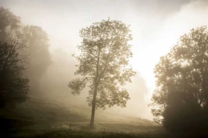 Framed Print : Tree in the morning fog, Schliersee, Upper Bavaria, Bavaria, Germany Framed Print : Tree in the morning fog, Schliersee, Upper Bavaria, Bavaria, Germany