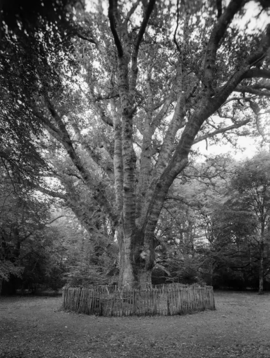 Framed Print : Tree In New Forest Framed Print : Tree In New Forest