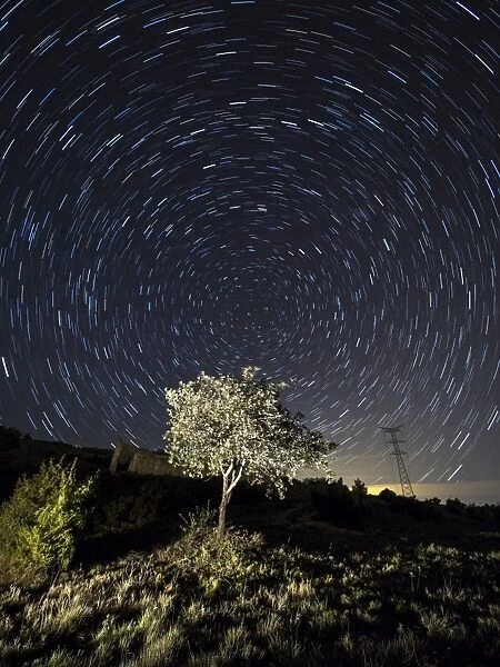 Tree, a night of clear sky with stars in movement