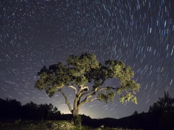 Framed Print : Tree, a night of clear sky with stars in movement Framed Print : Tree, a night of clear sky with stars in movement