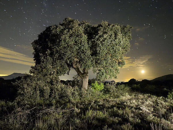 Tree a night of full moon