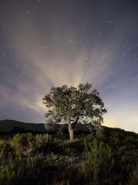Tree, (oak) isolated in the top of a mountain to the dusk with crepuscular light