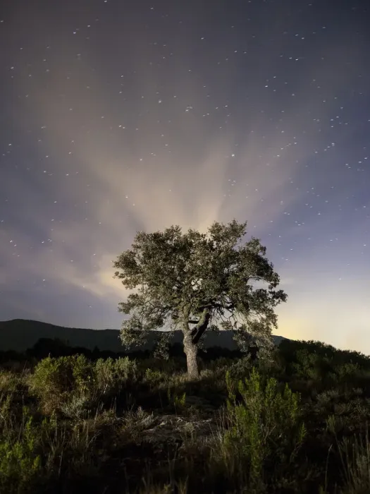 Framed Print : Tree, (oak) isolated in the top of a mountain to the dusk with crepuscular light Framed Print : Tree, (oak) isolated in the top of a mountain to the dusk with crepuscular light