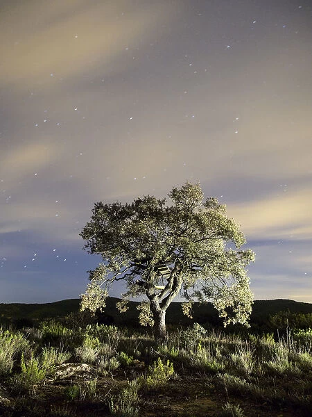 Tree, (oak) isolated in the top of a mountain a night of clouds and stars