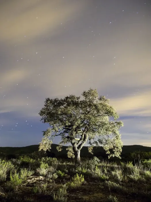 Framed Print : Tree, (oak) isolated in the top of a mountain a night of clouds and stars Framed Print : Tree, (oak) isolated in the top of a mountain a night of clouds and stars