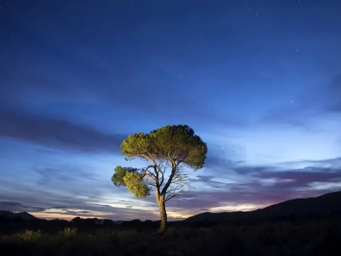 Framed Print : Tree, (pine) isolated in the top of a mountain to the dusk with crepuscular light Framed Print : Tree, (pine) isolated in the top of a mountain to the dusk with crepuscular light