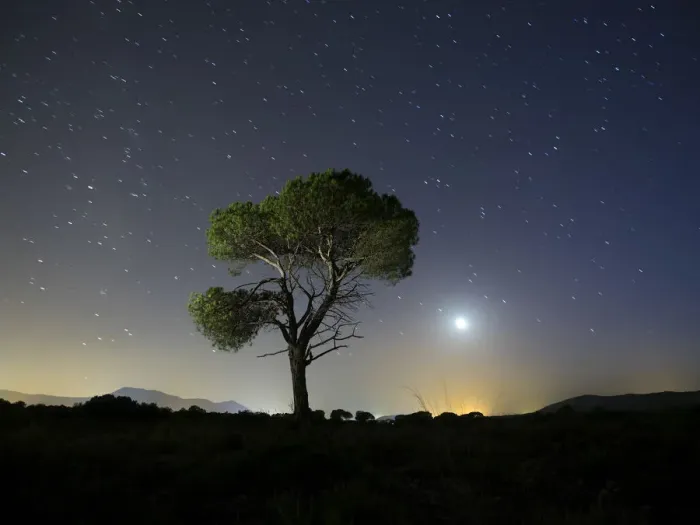 Framed Print : A tree of alone pine in the mountain, a night of blue sky of full moon and stars Framed Print : A tree of alone pine in the mountain, a night of blue sky of full moon and stars