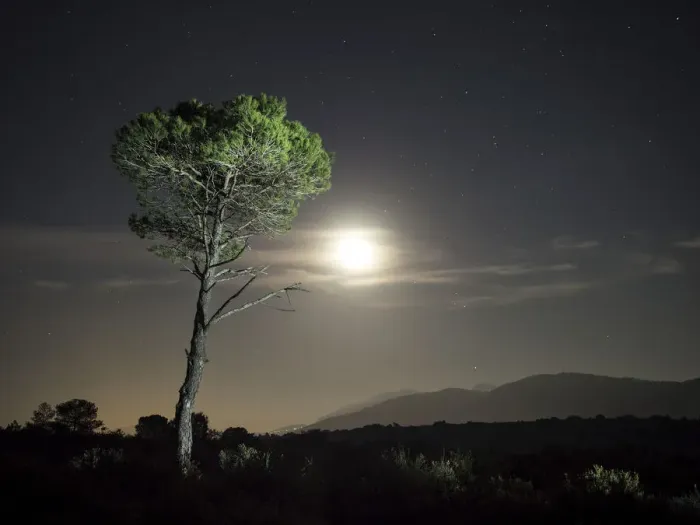 Framed Print : Tree of pine, in the plain of a mountain illuminated by the full moon Framed Print : Tree of pine, in the plain of a mountain illuminated by the full moon