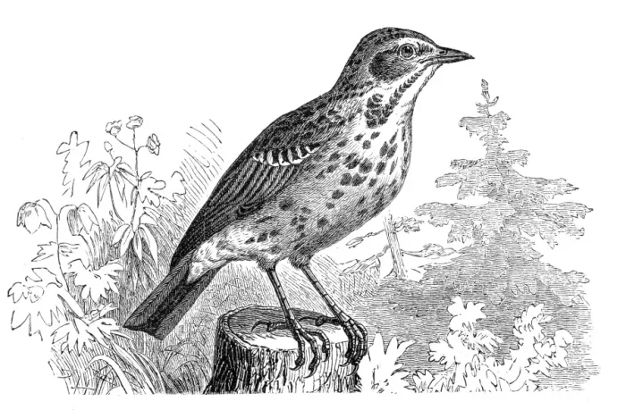 Framed Print : Tree Pipit (Anthus trivialis)