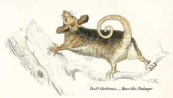 Tree rat engraving 1803
