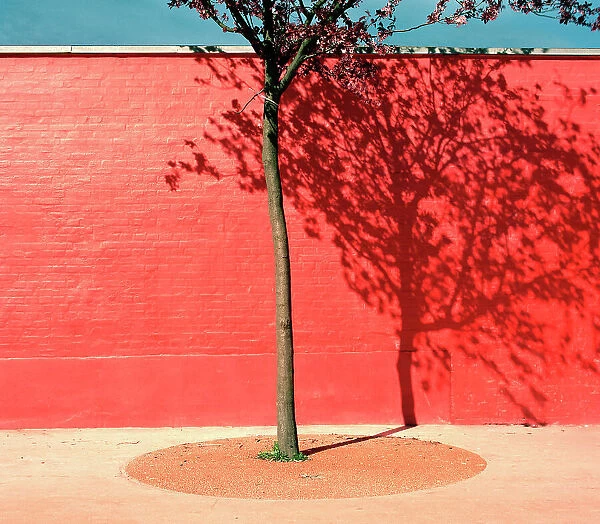 Tree by red wall