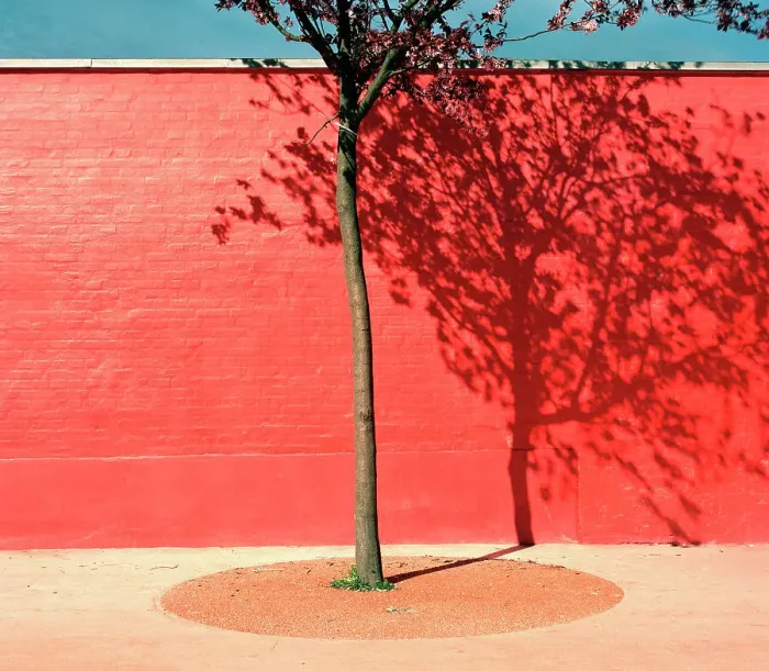 Framed Print : Tree by red wall
